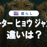 チーター・ヒョウ・ジャガーの違いを完全解説|速さや強さも比較