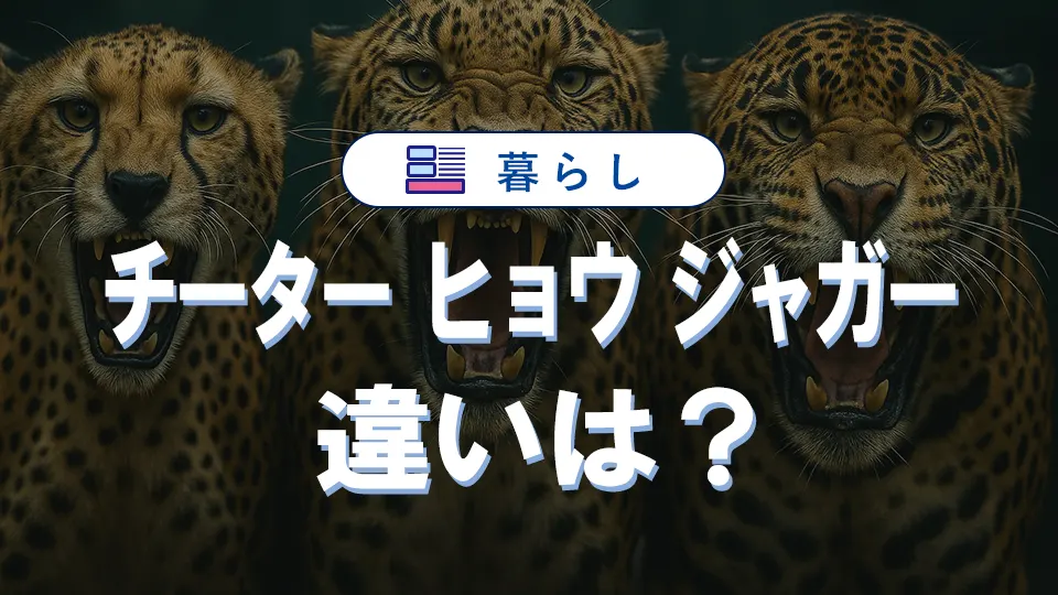 チーター・ヒョウ・ジャガーの違いを完全解説｜速さや強さも比較