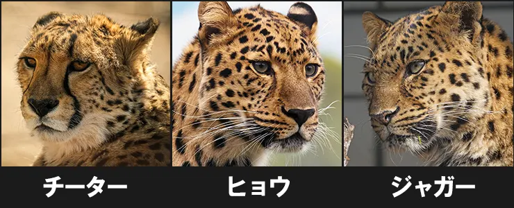 チーター・ヒョウ・ジャガーの違いを見分けるポイント