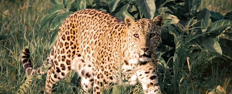 ヒョウの特徴と生息地