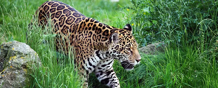 ジャガーの特徴と行動