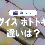 ウグイスとホトトギスの違い|生態や鳴き声の識別ポイントも