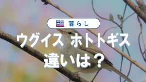 ウグイスとホトトギスの違い|生態や鳴き声の識別ポイントも