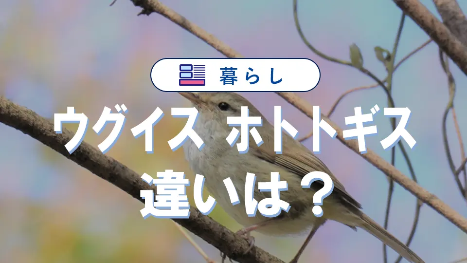 ウグイスとホトトギスの違い|生態や鳴き声の識別ポイントも
