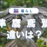 鷹・鷲・鳶・隼の違いを一発解説！あなたの疑問をズバリ解消！