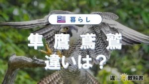 鷹・鷲・鳶・隼の違いを一発解説！あなたの疑問をズバリ解消！