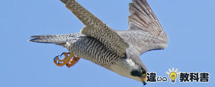 隼(ハヤブサ)の魅力と飛行能力