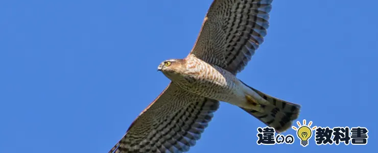 鷹とは?その特徴と性格