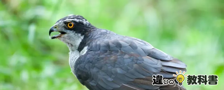 鷹・鷲・鳶・隼まとめ