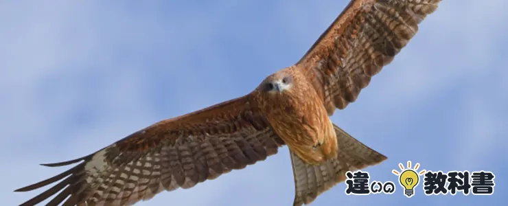 鳶(トンビ)について知っておくべきこと