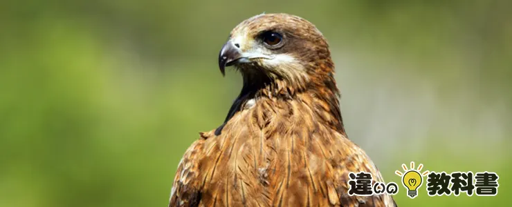 鷹・鷲・鳶・隼を知るためのベスト資料