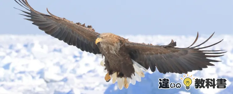 鷲(ワシ)の特性と生息環境