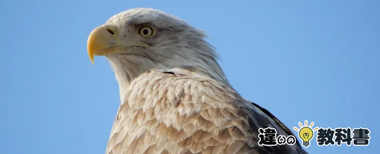鷹・鷲・鳶・隼の基本知識