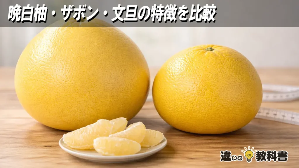 晩白柚・ザボン・文旦の特徴を比較