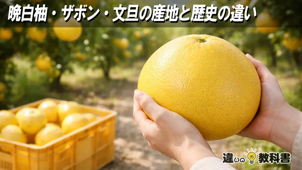 晩白柚・ザボン・文旦の産地と歴史の違い