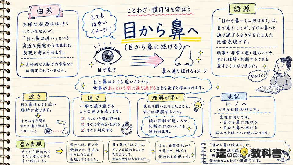 目から鼻に抜けるの意味と由来・語源を整理