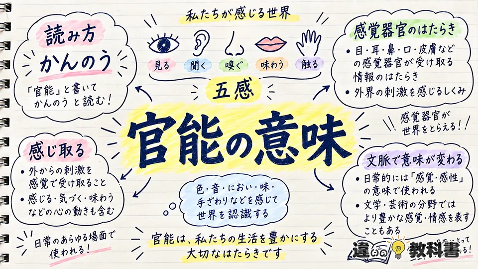 官能の意味とは？読み方と基本的な意味をわかりやすく解説