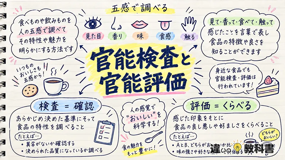 官能の意味は官能検査・官能評価ではどう使われる？